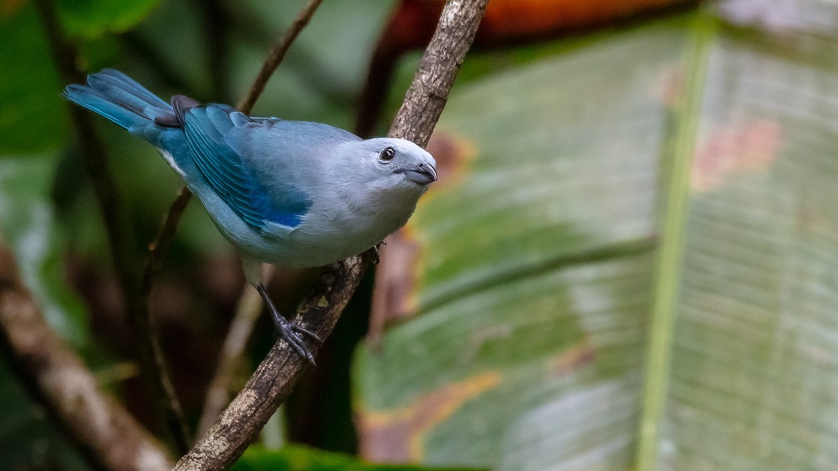 Blue-gray Tanager - ML191709181
