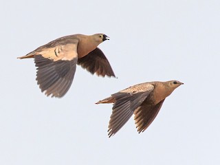 Male and female - Skip Russell - ML191714151