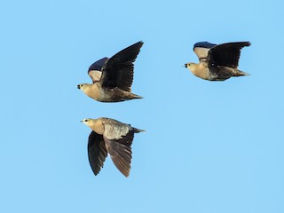 マダガスカルサケイ - eBird