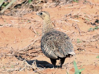 マダガスカルサケイ - eBird