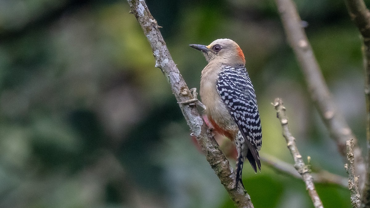 Red-crowned Woodpecker - ML191715231