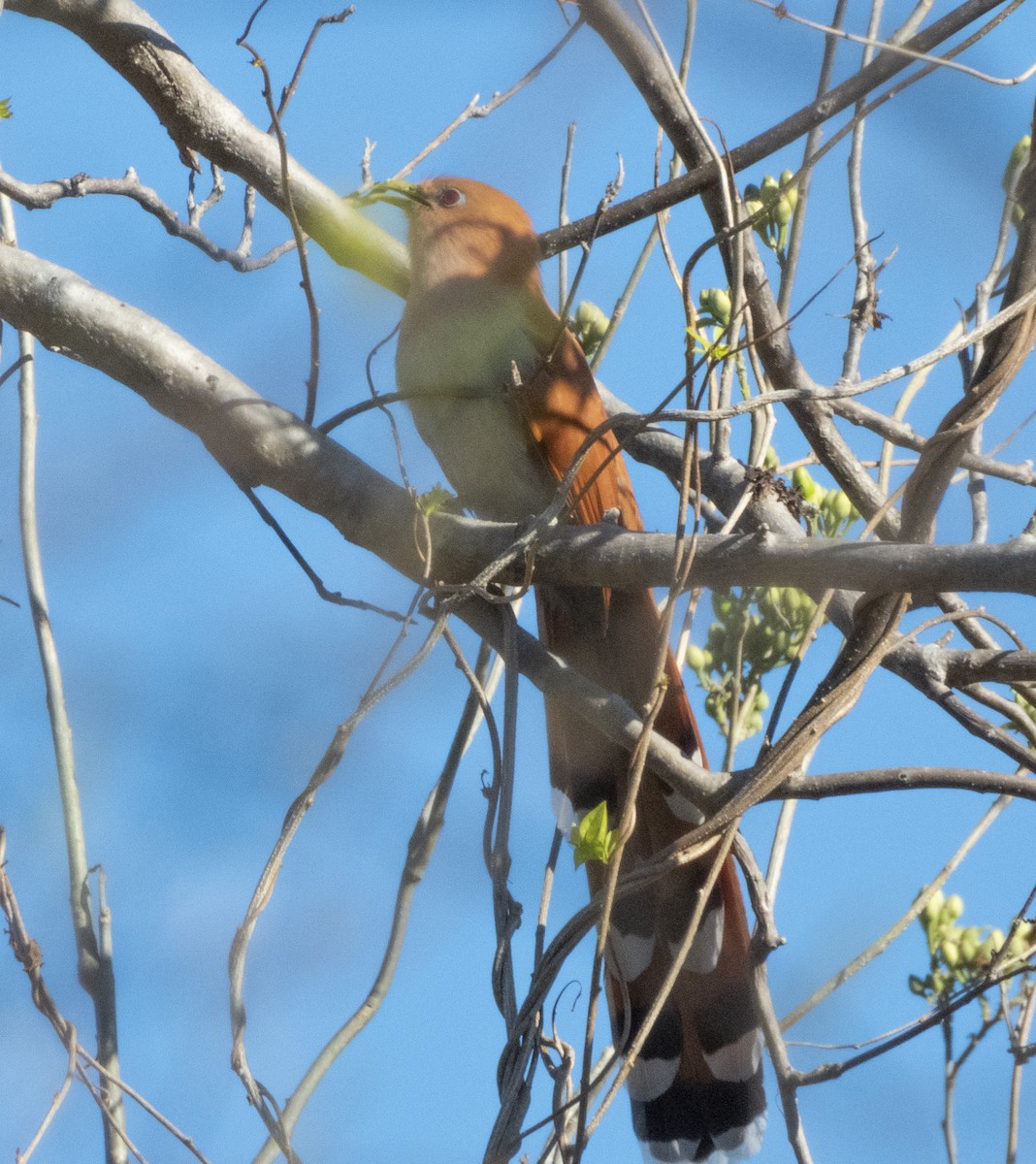 Squirrel Cuckoo - ML191715601