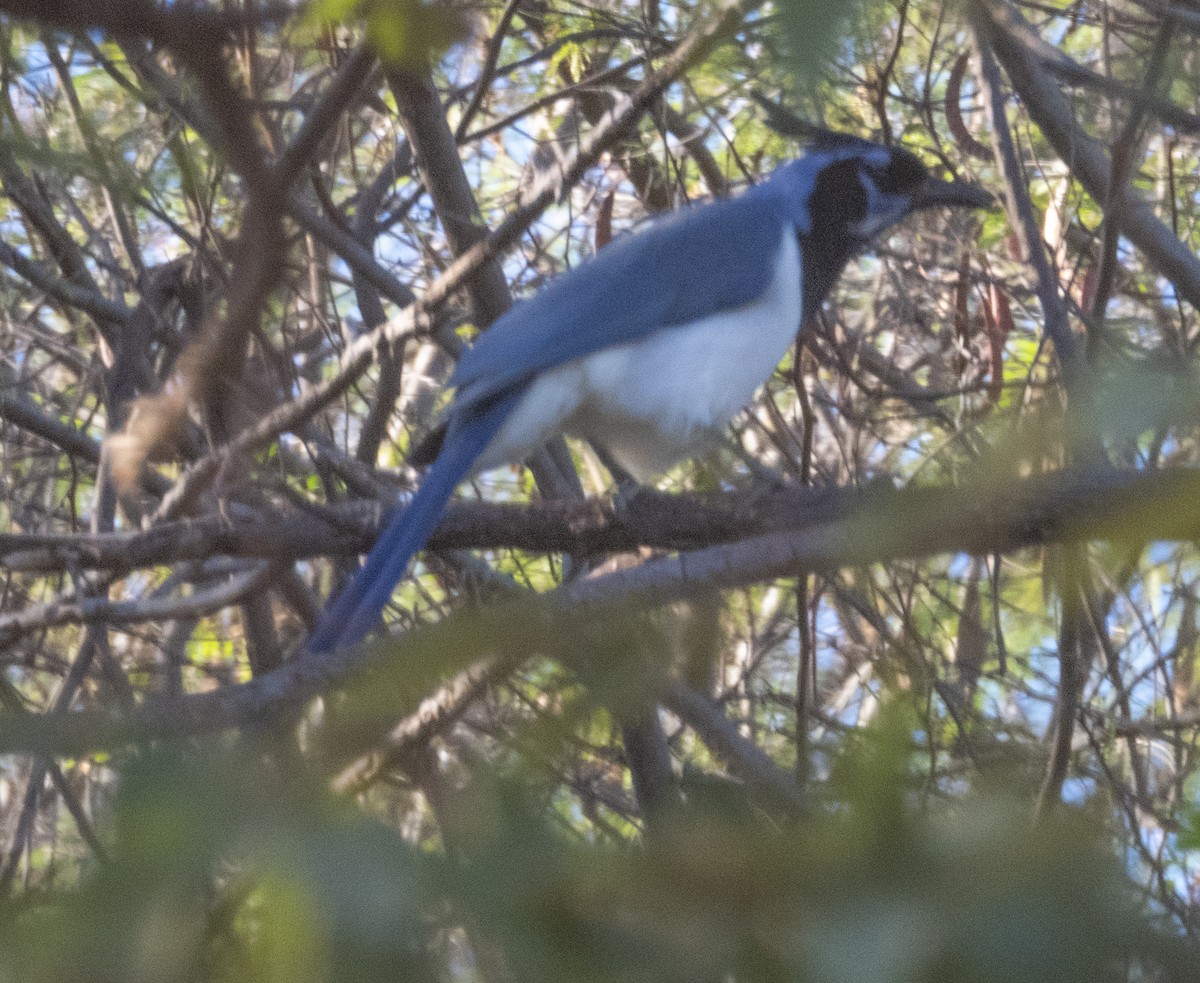Black-throated Magpie-Jay - ML191715631