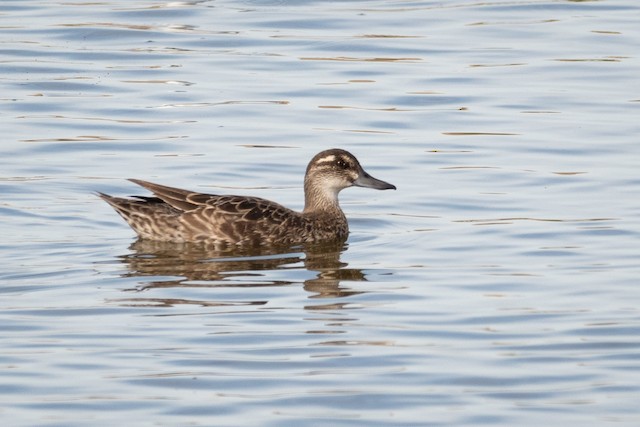 Garganey