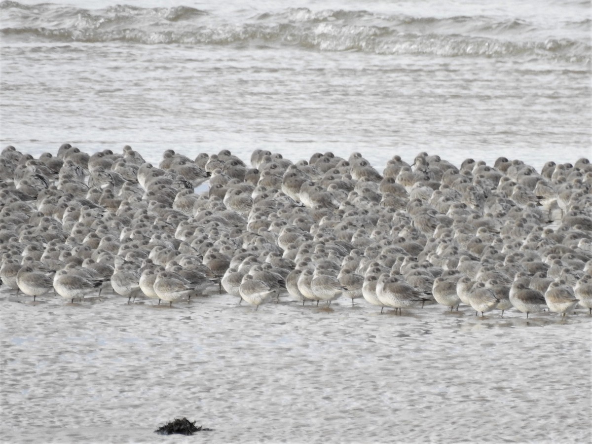 Red Knot - ML191716541