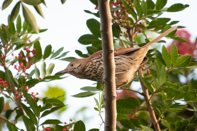 Brown Thrasher