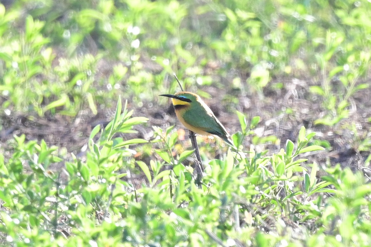 Little Bee-eater - ML191718201