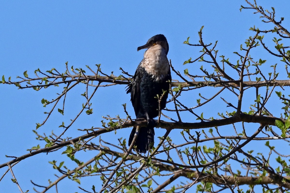 Great Cormorant (White-breasted) - ML191721041