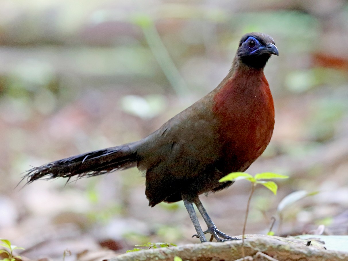 Red-breasted Coua - eBird