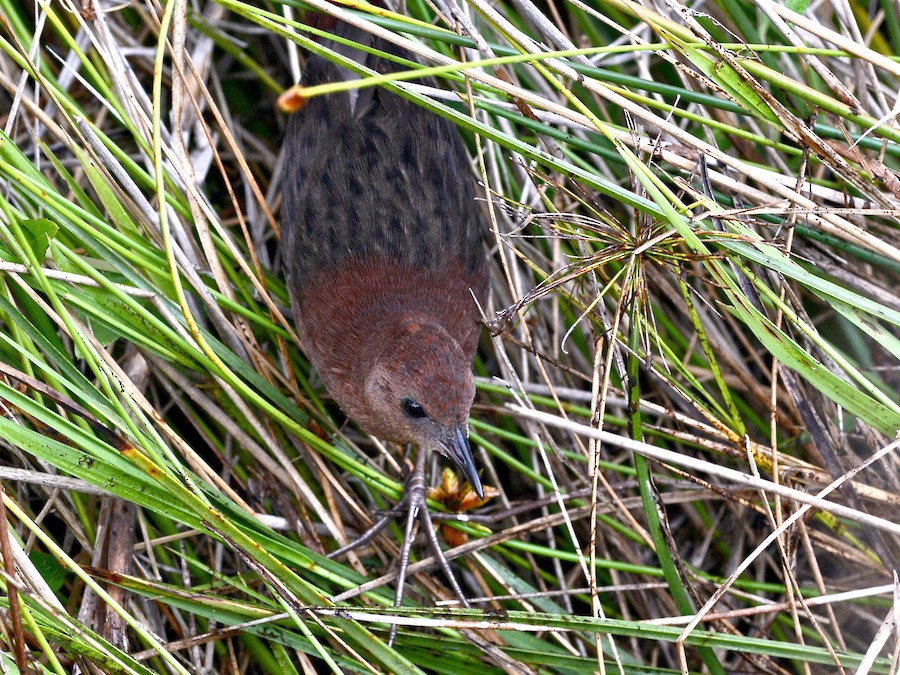 マダガスカルムジクイナ eBird
