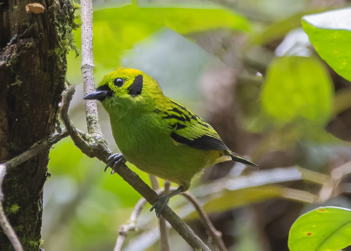 Emerald Tanager - ML191730451