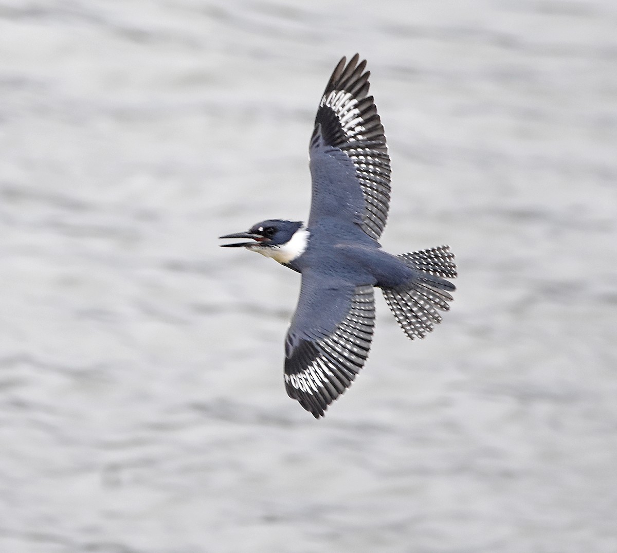 Belted Kingfisher - Rick Koval