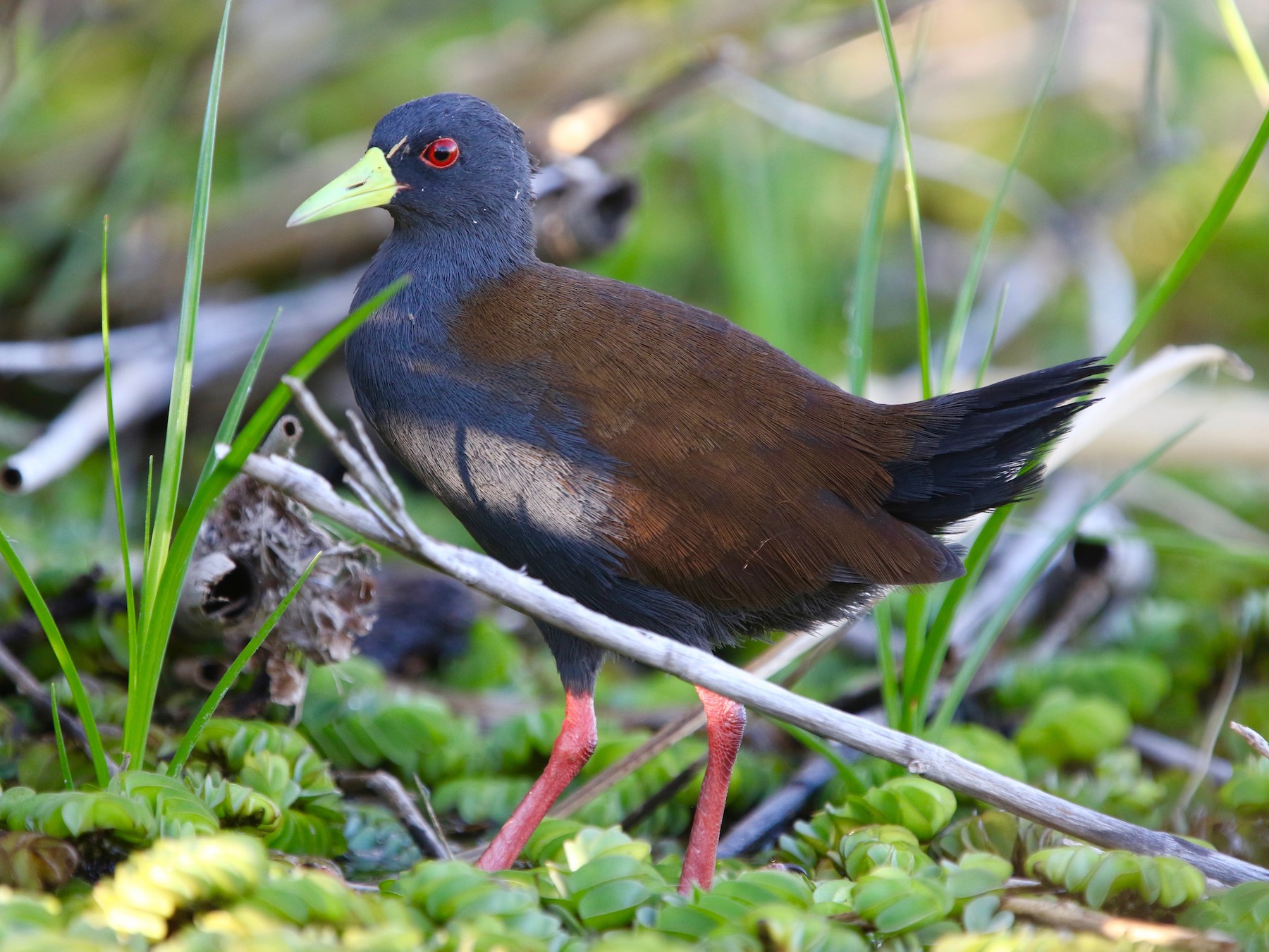 Sakalava Rail - eBird