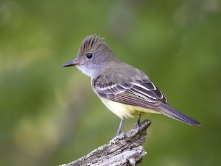  - Great Crested Flycatcher