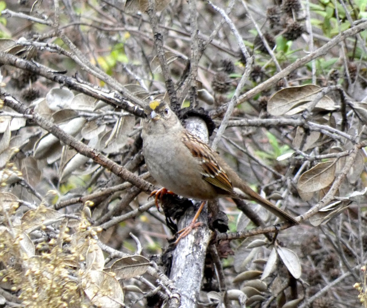 Golden-crowned Sparrow - ML191735321