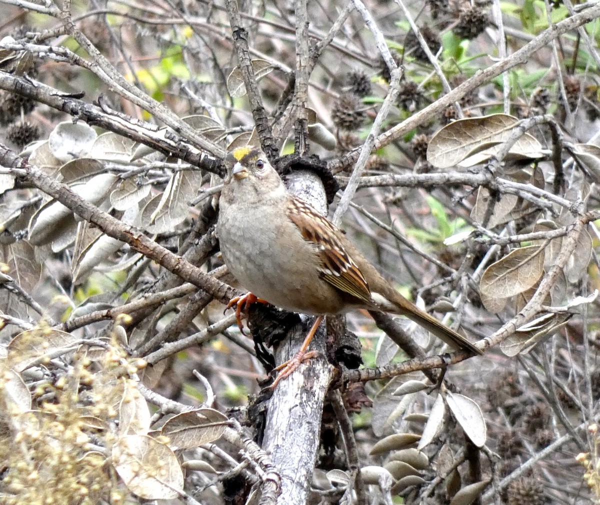 Golden-crowned Sparrow - ML191735331