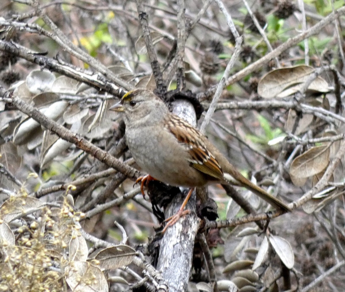 Golden-crowned Sparrow - ML191735341