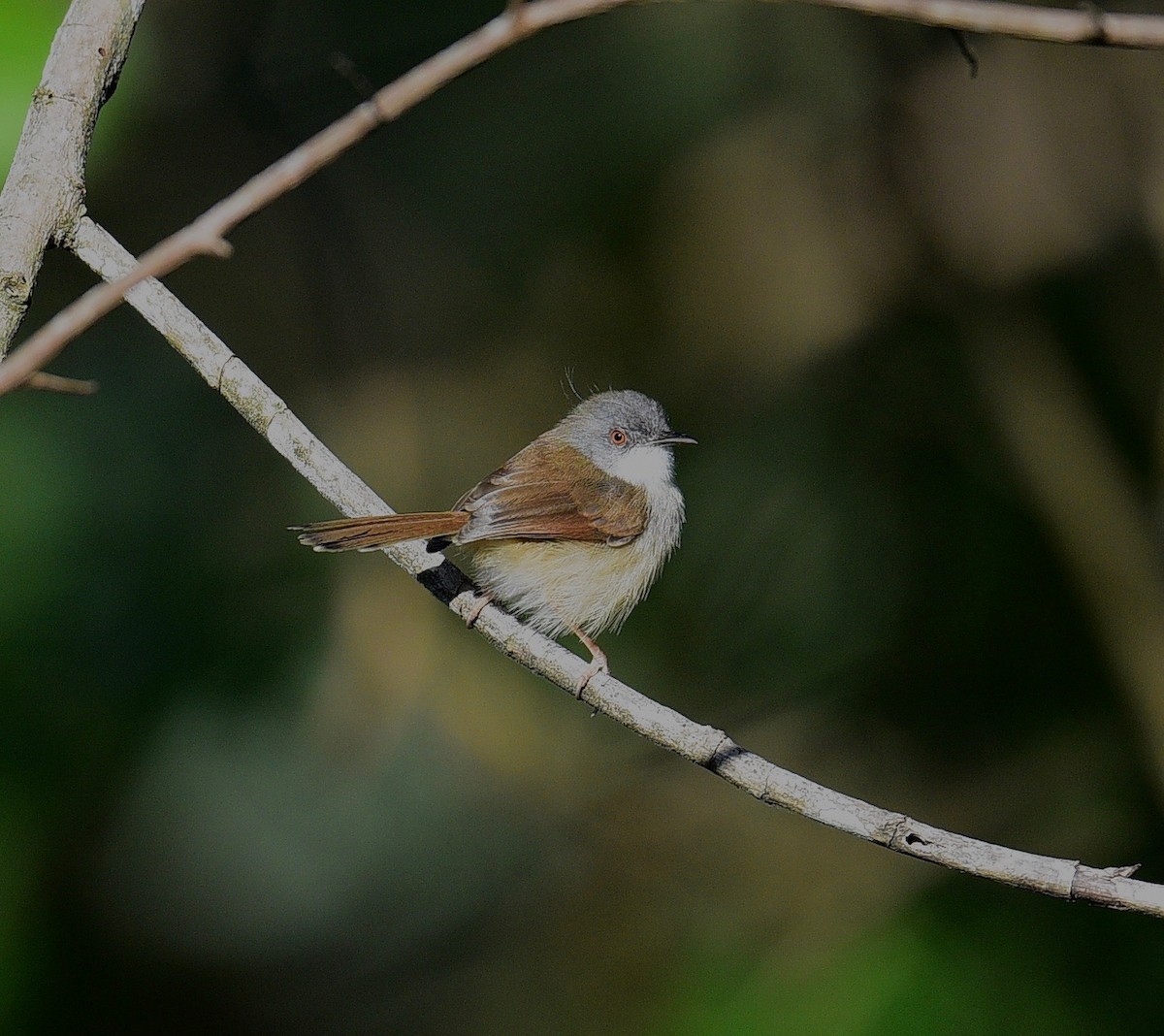 Gray-breasted Prinia - paul griffin
