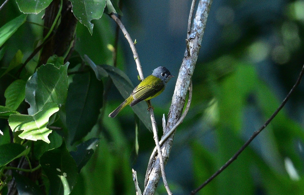 Gray-headed Canary-Flycatcher - paul griffin