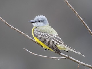  - Couch's Kingbird