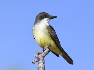  - Thick-billed Kingbird