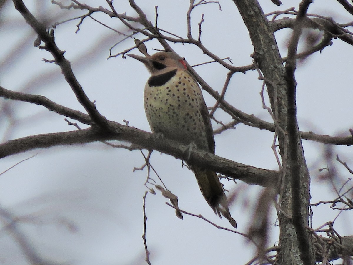 Northern Flicker (Yellow-shafted) - Patricia and Richard Williams
