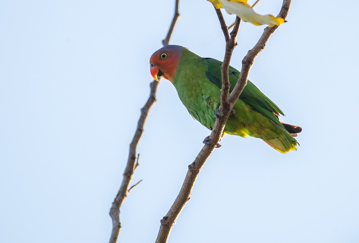 Red-cheeked Parrot - Dom Chaplin