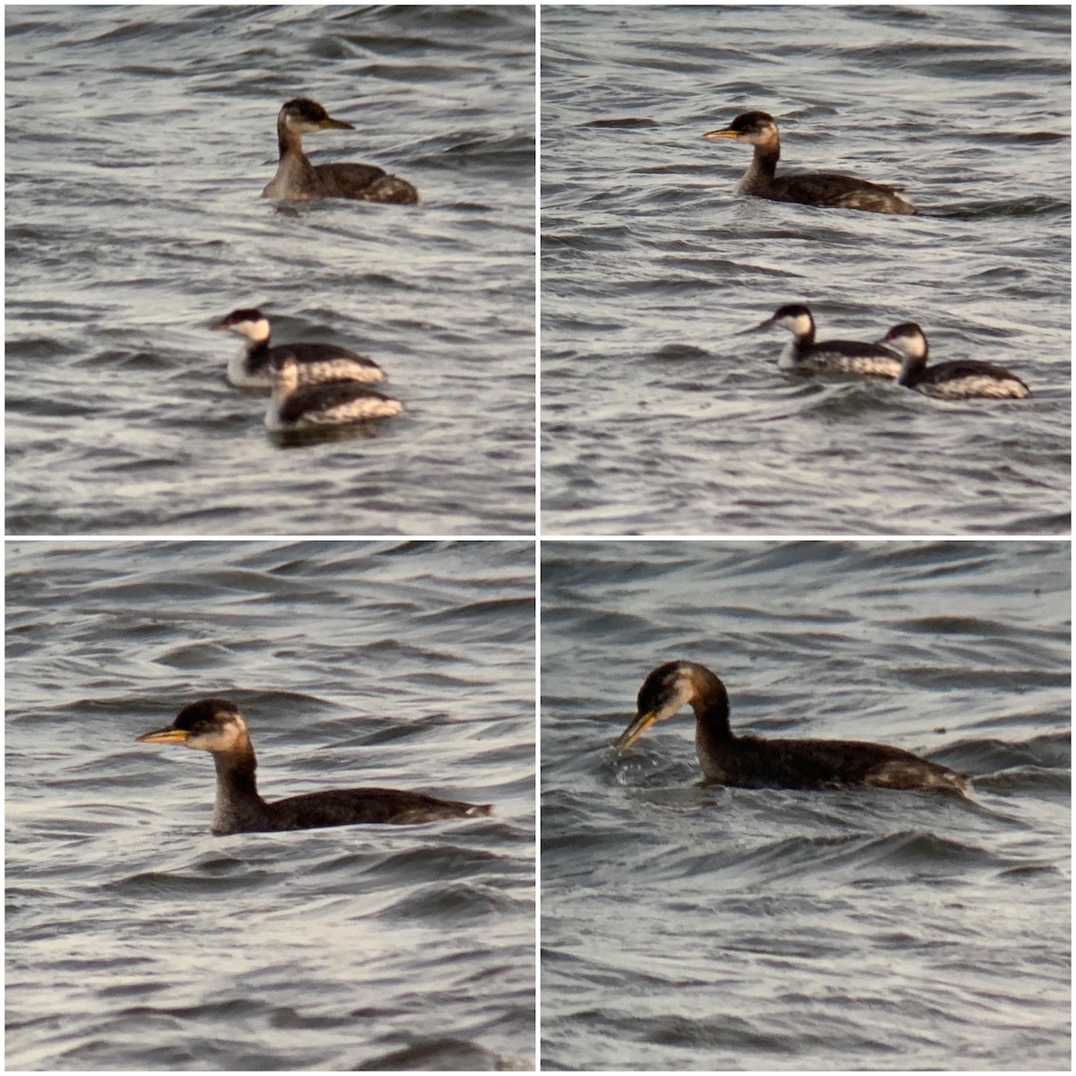 Red-necked Grebe - ML191748521