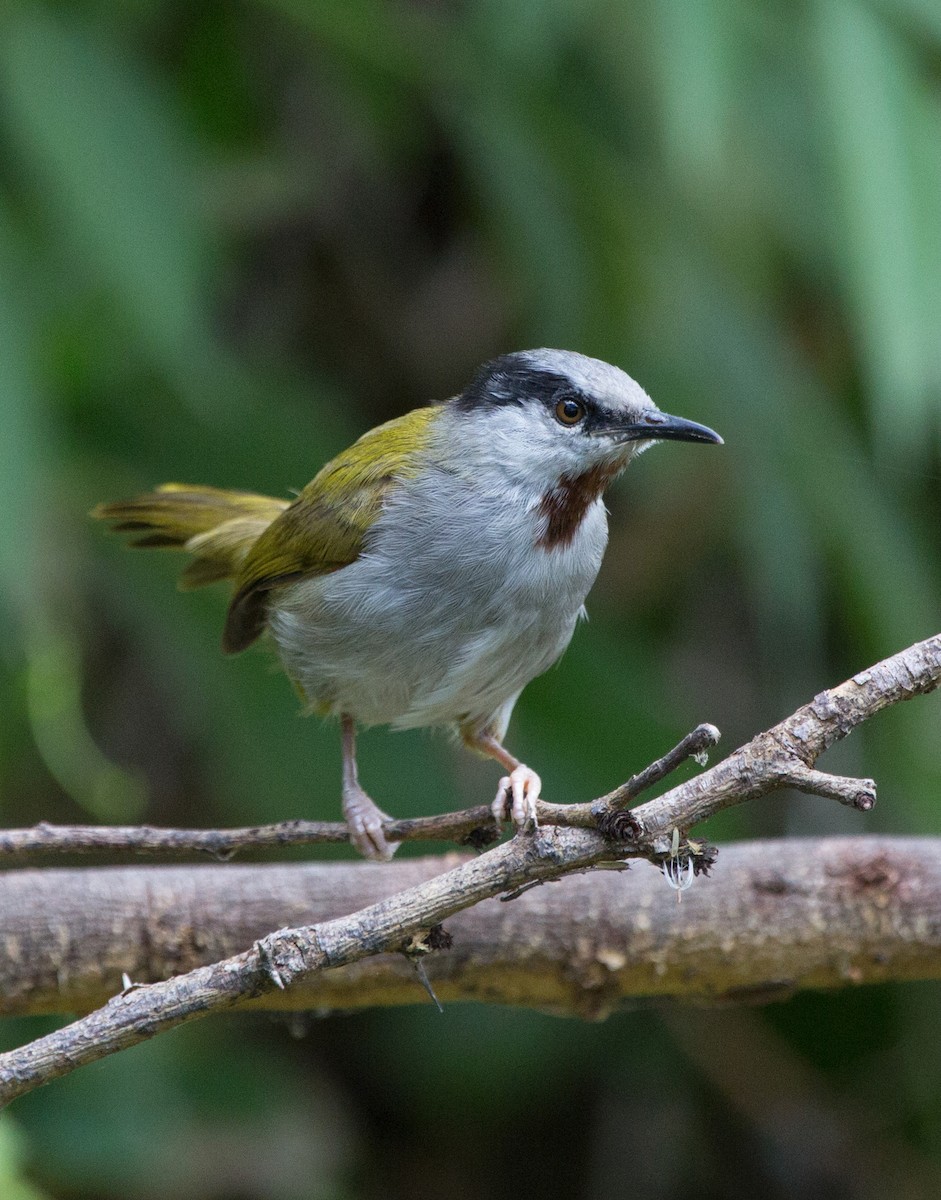 Gray-capped Warbler - ML191749081