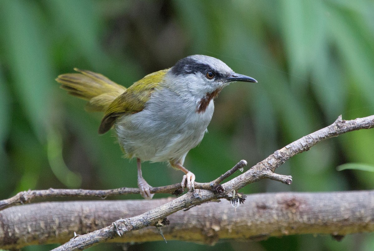 Gray-capped Warbler - ML191749111