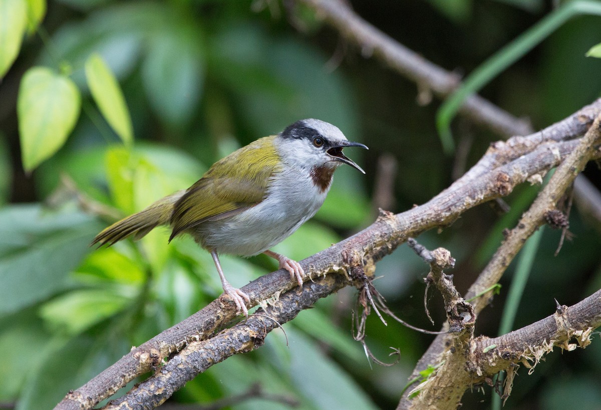 Gray-capped Warbler - ML191749221