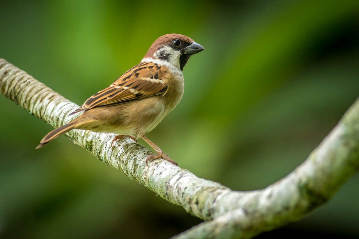 Eurasian Tree Sparrow - ML191750101
