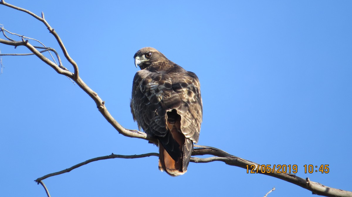 Red-tailed Hawk - ML191750471
