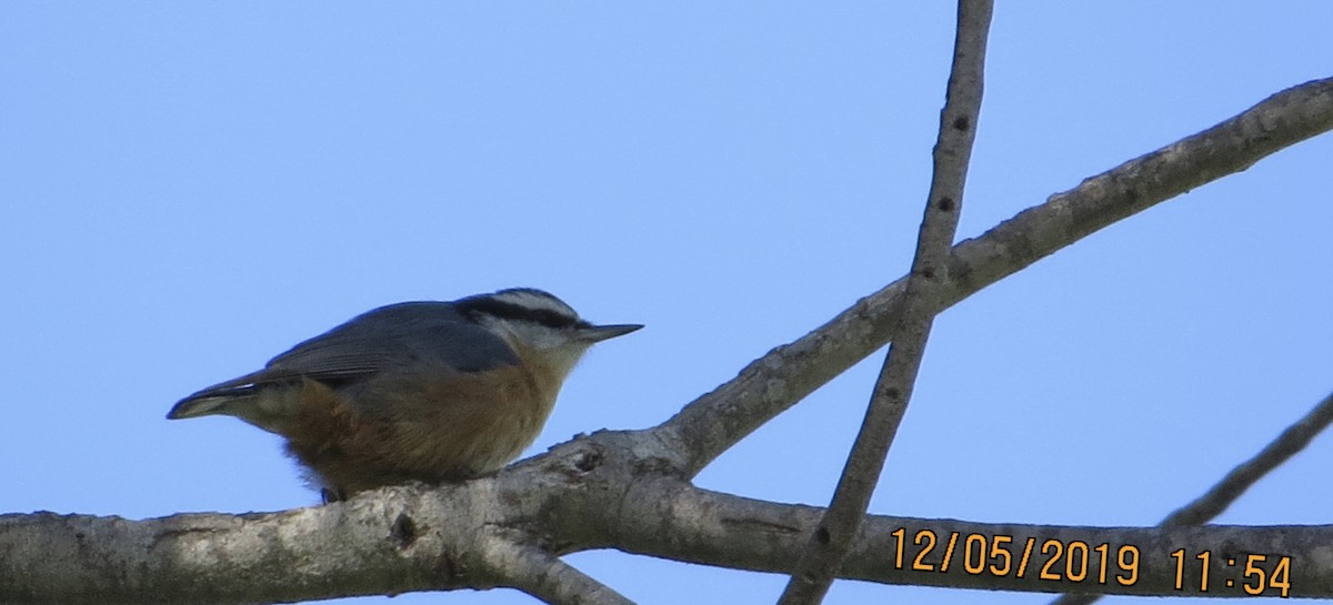 Red-breasted Nuthatch - rick shearer