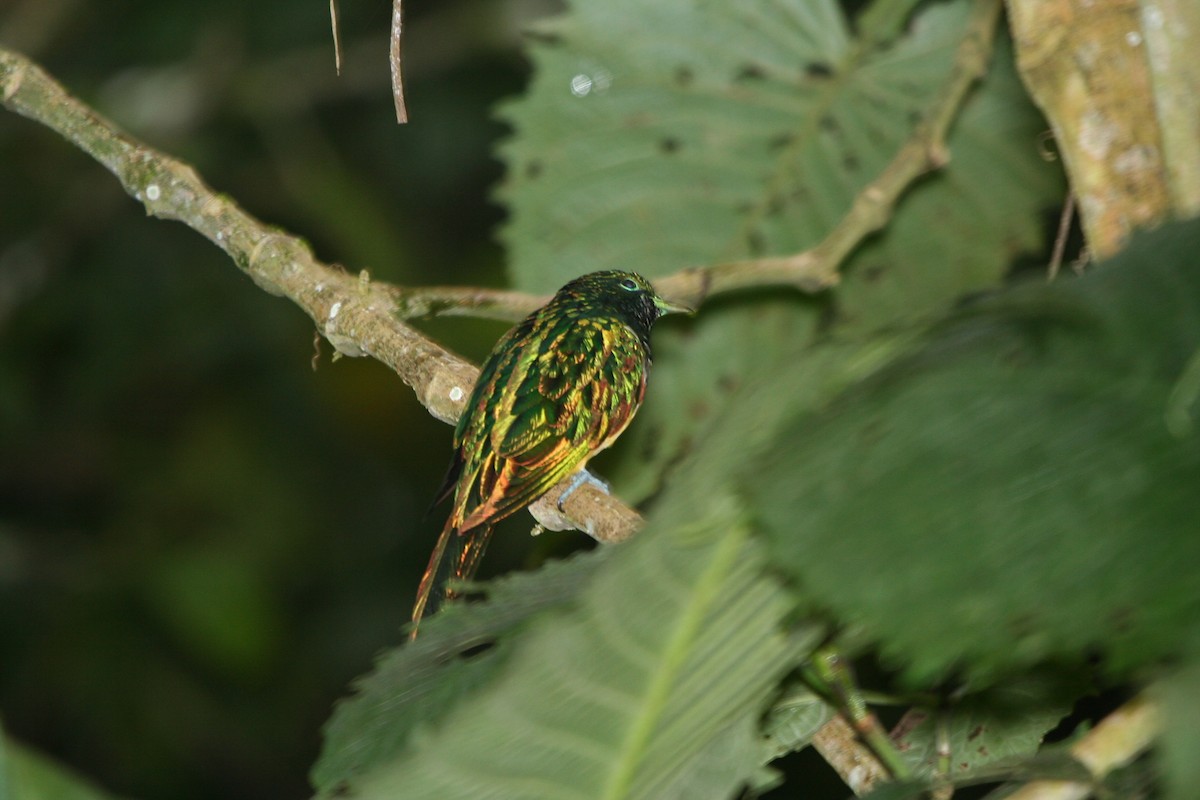 African Emerald Cuckoo - ML191752661