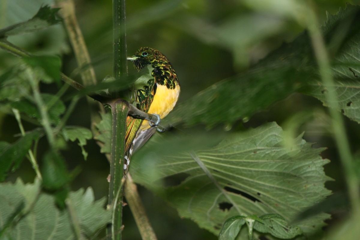 African Emerald Cuckoo - ML191752671