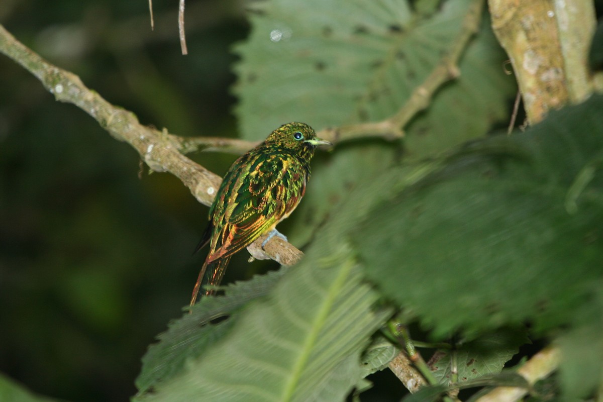 African Emerald Cuckoo - ML191752681