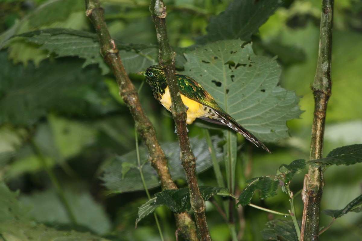 African Emerald Cuckoo - ML191752711