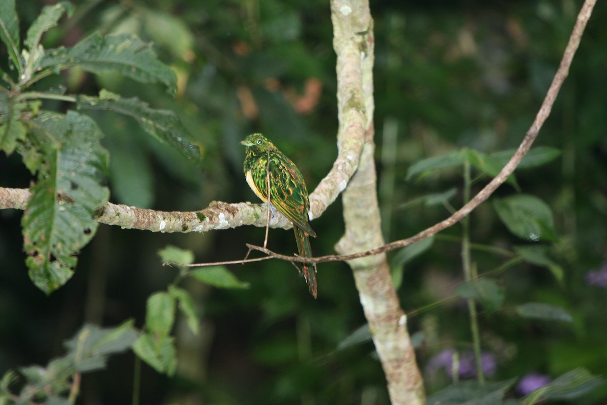 African Emerald Cuckoo - ML191752721
