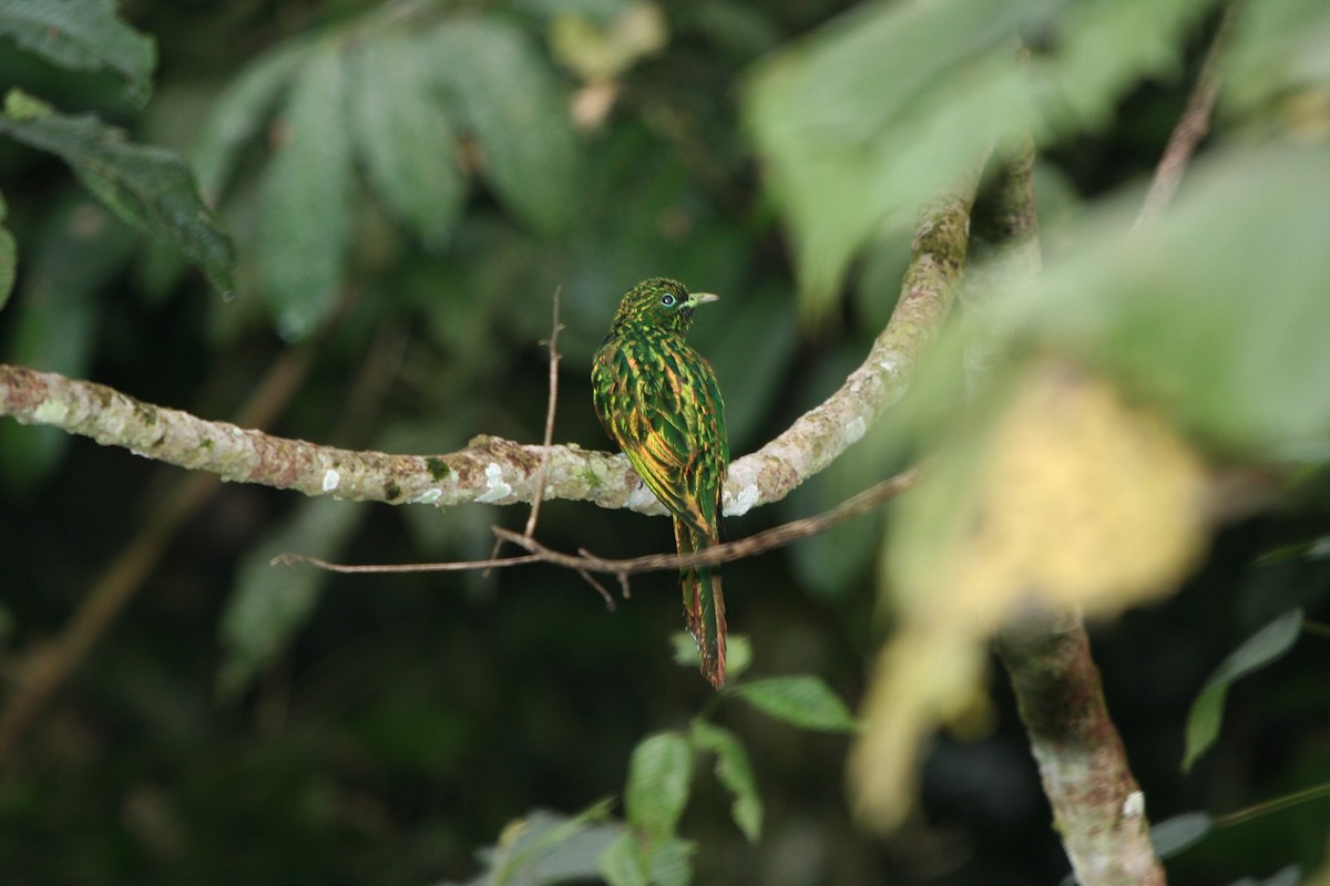 African Emerald Cuckoo - ML191752761