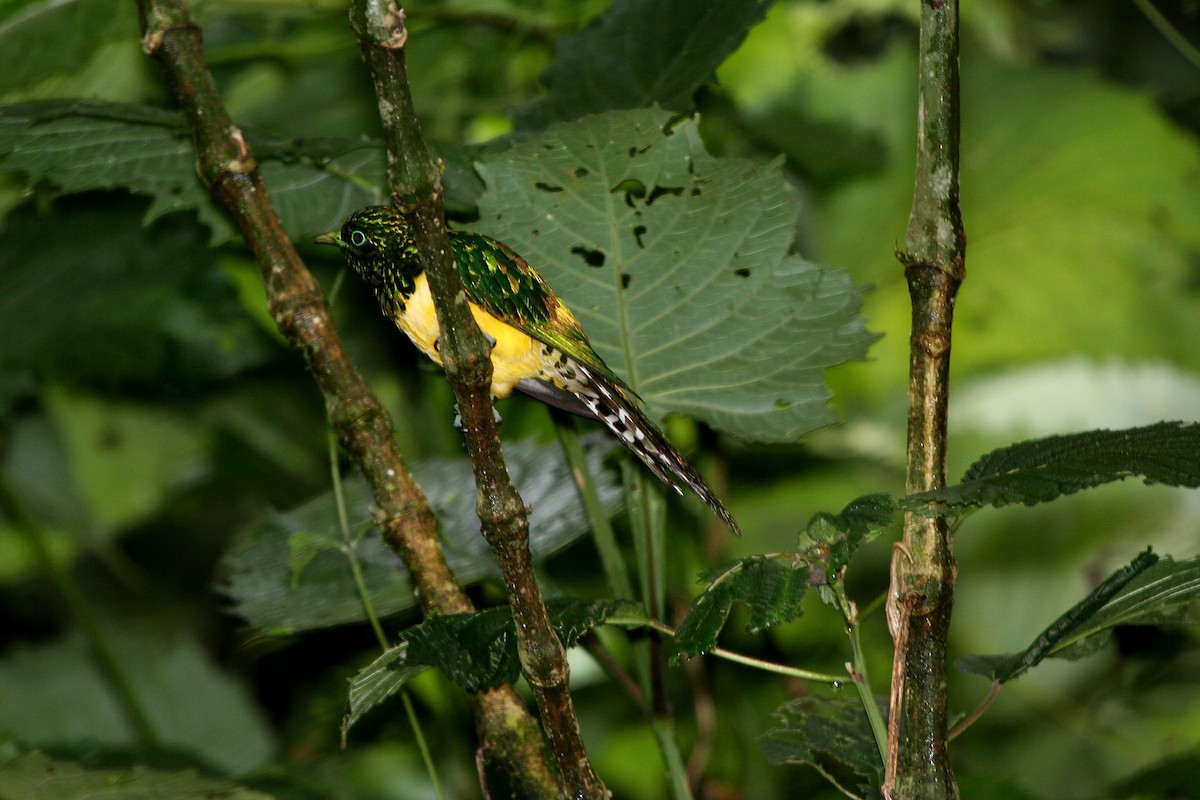 African Emerald Cuckoo - ML191752791