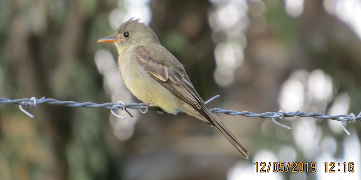 Greater Pewee - ML191753891