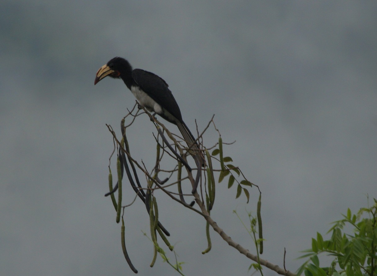 Congo Pied Hornbill - Pam Rasmussen