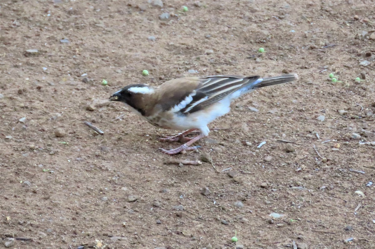 White-browed Sparrow-Weaver - ML191757751