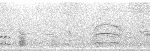 Copetón de Swainson - ML19176