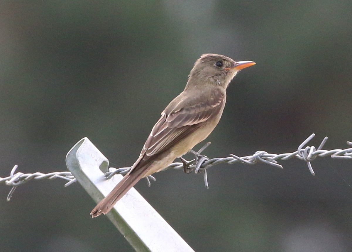 Greater Pewee - ML191764551