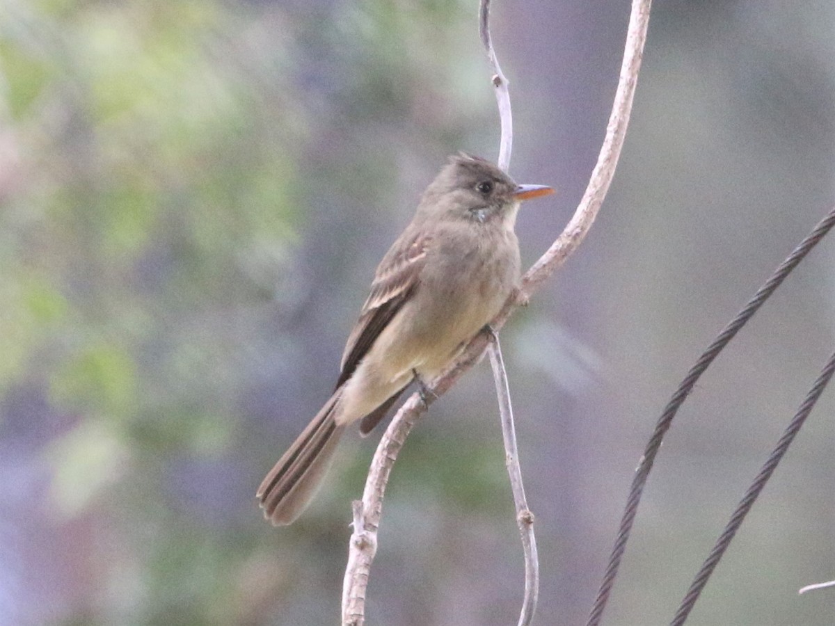 Greater Pewee - ML191764561