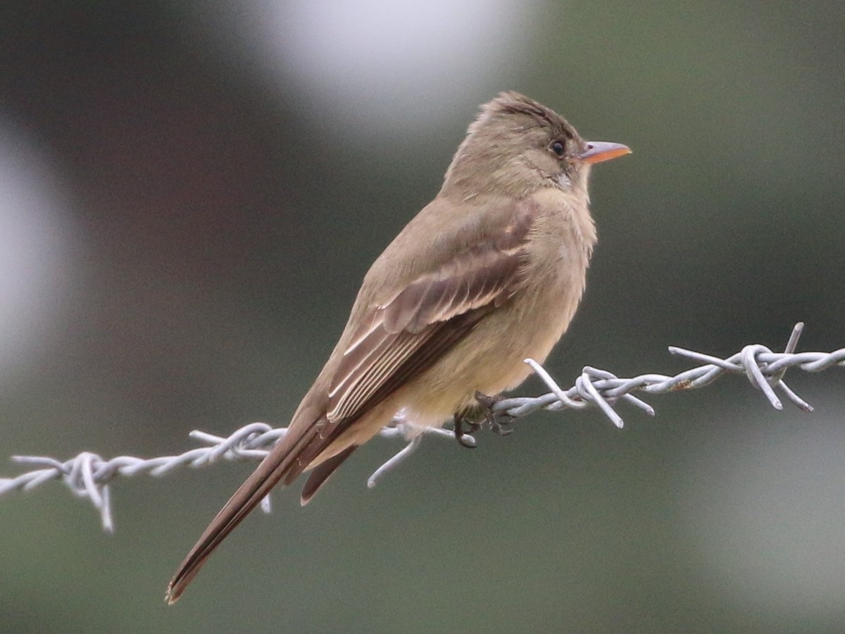 Greater Pewee - ML191764851