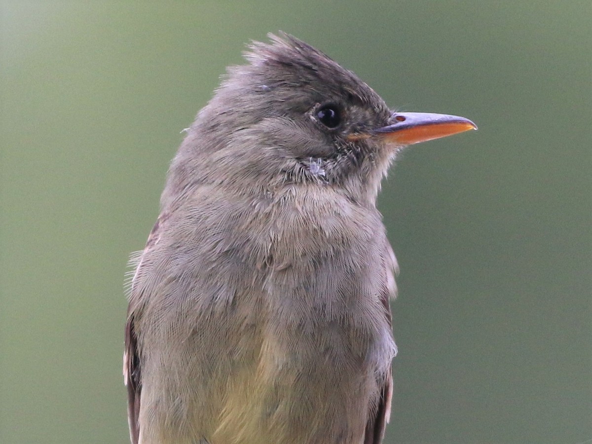 Greater Pewee - ML191764861