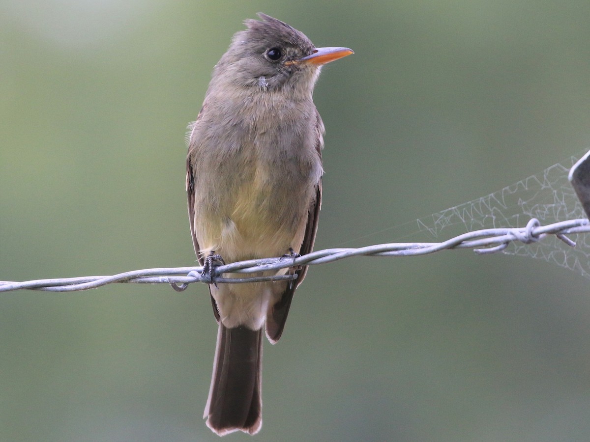 Greater Pewee - ML191764871